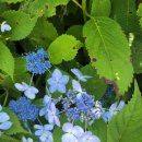 오라식당 이미지