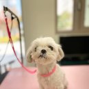 까까뿌숑 이미지