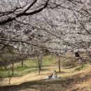 광탄경매시장 | 파주 벚꽃 명소 오산리기도원 평일 방문 후기 (+ 광탄 분수천까지)