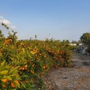 대보농장 이미지