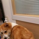 강아지song 네이버블로그