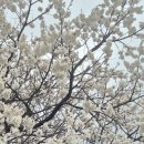 성왕로 옥천-12 이미지