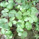 개구리갓 :쌍떡잎식물 미나리아재비목 미나리아재비과의 여러해살이풀...340 이미지