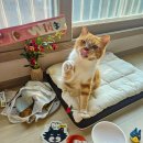 그루밍츄 | 고양이 츄르 매일 줘도 안전한 닥터펠리스 포캣츄 다이소 간식 추천