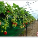 땅위의농장 이미지