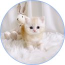 아담스펫 강아지분양 고양이분양 일산점 이미지