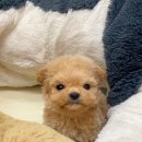 몽냥몽냥 강아지분양 일산점 이미지