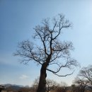 임천목장 | 서산 해미읍성. 이순신 장군 근무 정약용 유배지 해미읍성(주차 맛집 호떡)