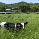 신선한목장 이미지