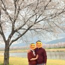 서시천자전거길1 | 🌸 전남 구례 벚꽃 명소 ㅣ 서시천 벚꽃길 + 다슬기 맛집 코스