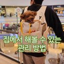 배고픈강아지 | 강아지 배에서 꾸르륵 소리 계속 나면 병일까? 노견강아지 후기