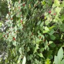 삼아어산 이미지