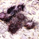 마라도유람선(유양해상) 이미지