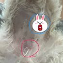 위드펫홈 이미지