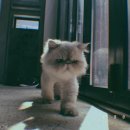 어흥