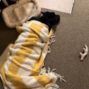 BE MY DOG | 파사데나 강아지 유치원 I Dig My Dog 후기