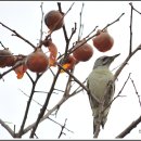 딱따구리 이미지