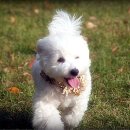 쭈니쭈니 펫살롱 이미지