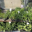 쌍둥이청과 이미지