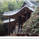 대숲여행 이미지