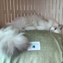 랙돌캐터리 알렉산더돌스 이미지