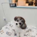 호야애견 이미지