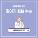 24시 스마트동물병원(신사본원) | 강아지 턱밑 종괴, 침샘 점액낭종 수술 후기 [스마트동물병원 신사본원]