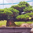 화.수.목(花.水.木 이미지