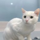 몽블리 펫샵 이미지