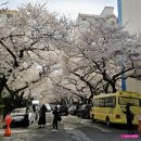 비치타운앞 | 부산 벚꽃 명소 남천동 삼익 비치타운 | 만개 절정 2026년 4월 3일 실시간 후기