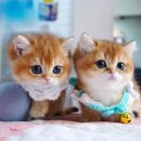 강남 고양이 분양 캣프렌즈 이미지