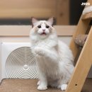 잘난돌스 이미지