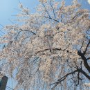 벚꽃길부엌