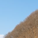 비탈