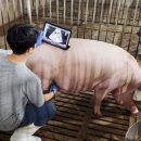 돼지 이미지