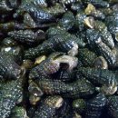 시골다슬기 이미지