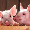 황금돼지 이미지