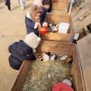 벨포스트 | [아이와 가볼만한 딸기 체험 농장] 동물 먹이주기부터 불멍까지! - 포레스트벨