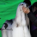 Dog Do Daum카페
