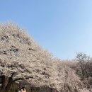 안산 벚꽃 야생화 둘레길 3월31(일) 이미지