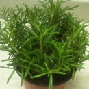 고양메디 이미지