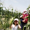 괴산올갱이 이미지