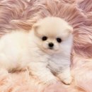 내품안의반려견광명점 이미지