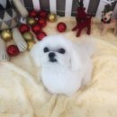 조이풀 그루밍 이미지