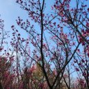 홍매화 민박 이미지