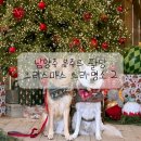 팔당제2공영주차장[팔당-2] | 크리스마스 반려견 동반 가볼만 한 곳 / 팔당 반려견 동반 카페 / 봉주르 팔당