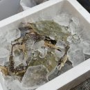 [노량진|충남꽃게] 꽃게 철 제대로 만났다! 내돈내산 🦀🦀노량진수산시장에서 제철 암꽃게 알꽃게 싹쓸이...