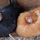 몸사랑농장 이미지