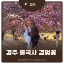 (주)코오롱관광 | 경주 불국사 겹벚꽃 지금 가도 될까? 개화시기 주차 솔직 후기