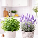 페퍼민트 이미지